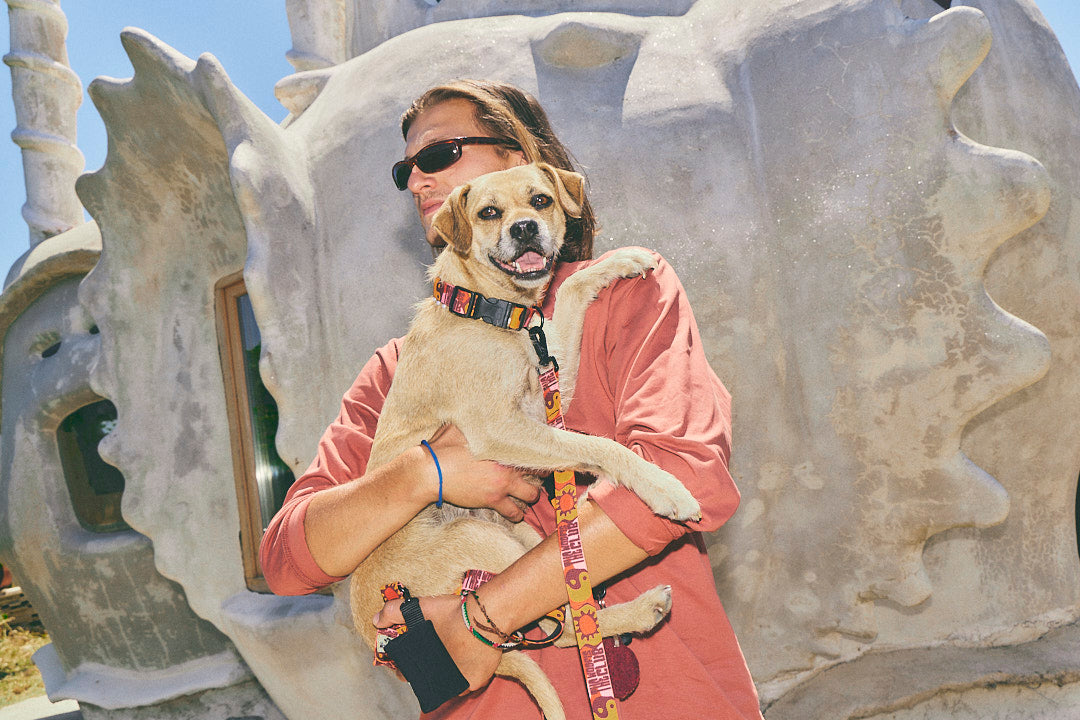 PACK Collar y correa perro - Yinsun Sand