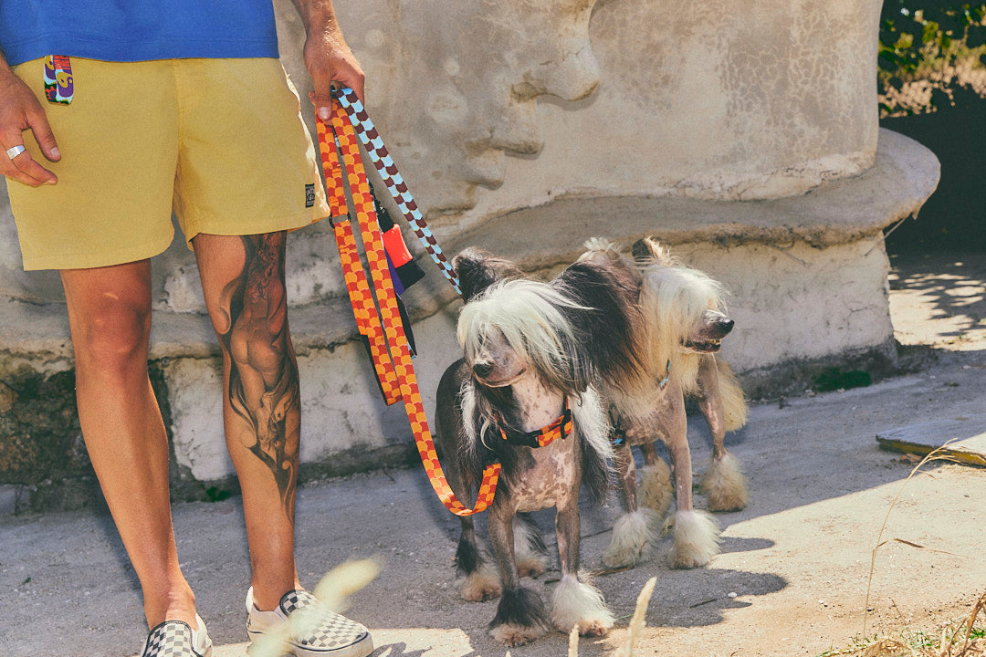 Collar para perro - Checker Dessert