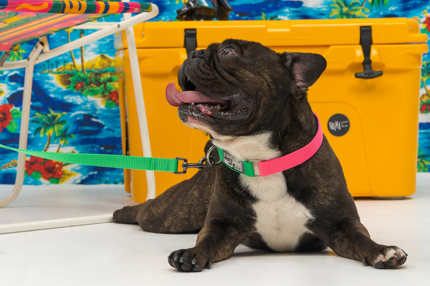 Leash Correa personalizable - Verde