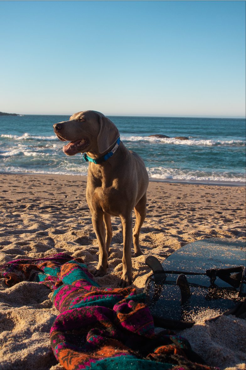 Perro con collar - The woofis club - en la playa