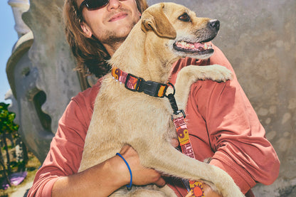 PACK Collar y correa perro - Yinsun Sand