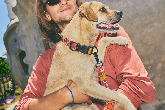 PACK Collar y correa perro - Yinsun Sand