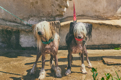 Collar para perro - Copacabana Wave