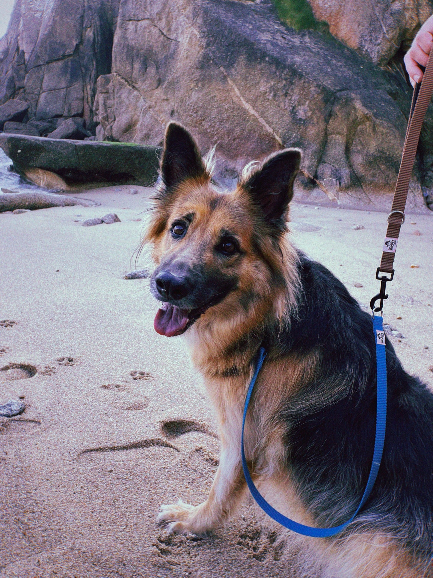 Correas para perros de neopreno