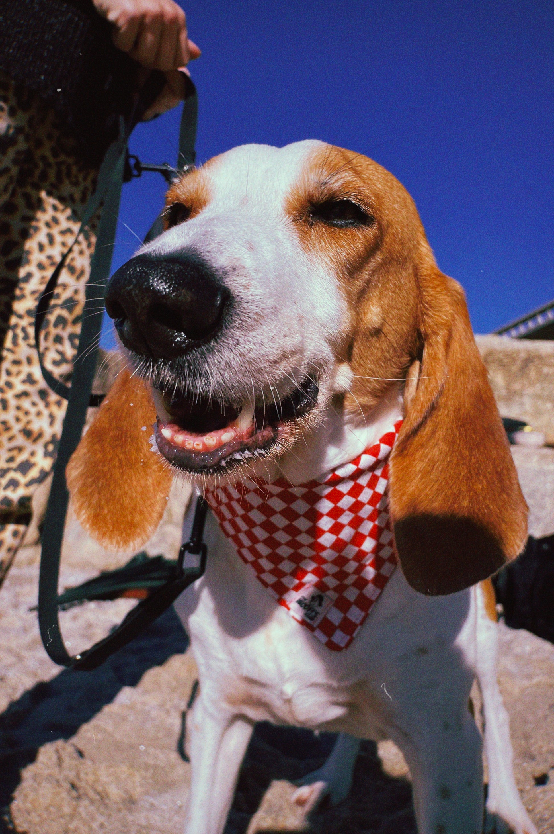 Perro con bandana sostenible