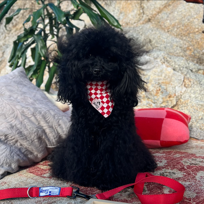 Perro con bandana y correa sostenible