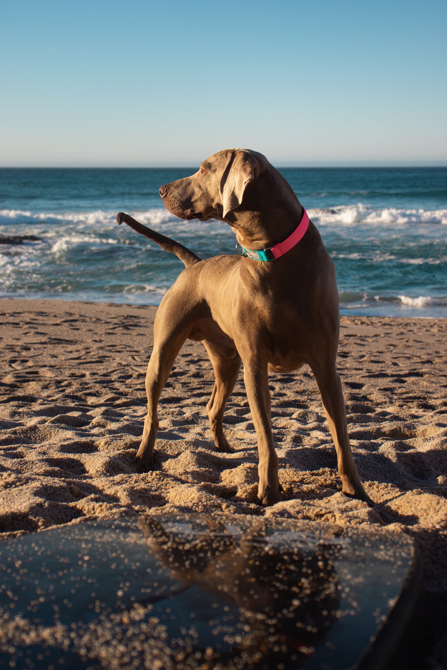 Perro con collar sostenible en la playa