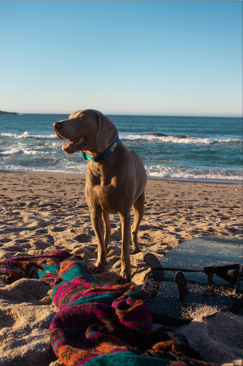 Perro con collar - The woofis club -  en la playa