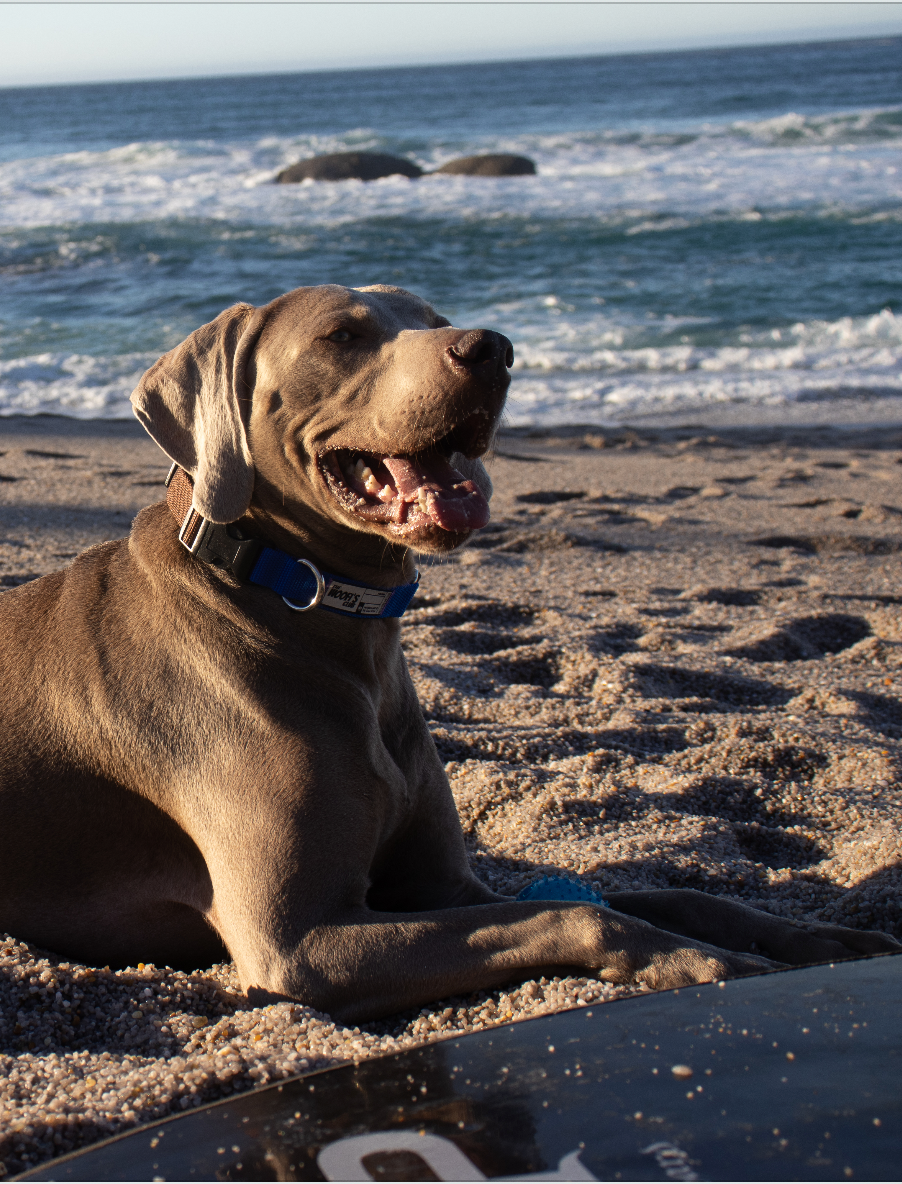 Perro con collar sostenible en la playa